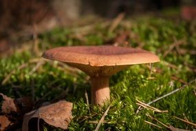toxic mushroom in the autumn forest