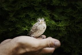 baby cardinal on hand