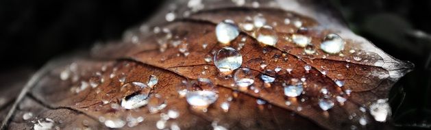 dew drops on brown leaf, macro