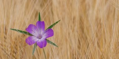 bright purple cornflower on a wheat field
