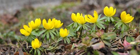 yellow flowers of winter aconite