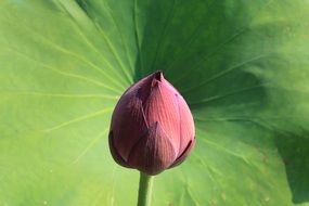 lotus bud in sunshine
