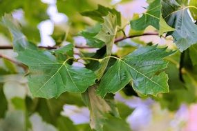 chestnut leaves on a tree