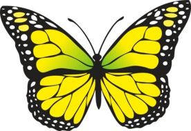 Yellow butterfly draft