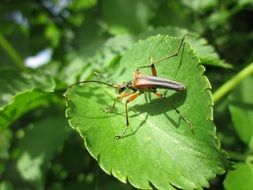 sambucus nigra insect is on the leaf