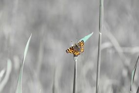 striking butterfly on a gray background