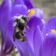 Bumblebee on a purple crocus