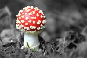 Red fly agaric on a black and white background