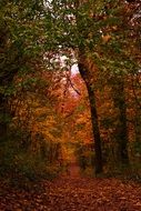 Dark orange forest autumn leaves