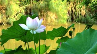 lotus plant in the river