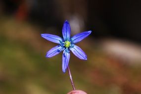 Purple flower with thin petals