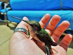 hummingbird in hand close up