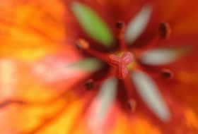 pistils of an orange flower close-up