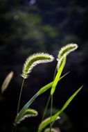 grass with fluffy spikelet close-up