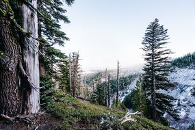 mountain forest with cliffs