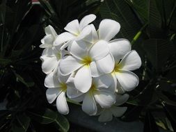 fragrant white flower on a dark background