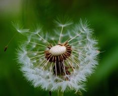 dandelion plant close-up