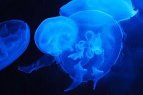 Blue jellyfish in dark sea water