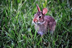 Nice bunny rabbit in green grass