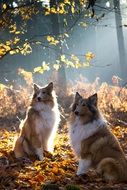 two collies in bright autumn forest