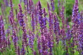 delighting lavender nature