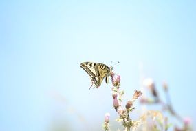 yellow butterfly on a prickly plant on a blurred background
