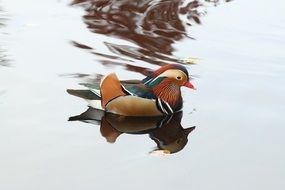 duck swimming in a pond