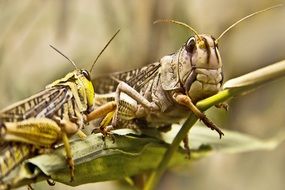 closeup photo of two grasshoppers on green succulent grass