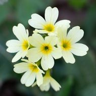 flower with white petals and yellow middle
