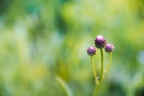 small bright flowers on a blurred background