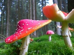 Red and white fly agaric mushrooms in autumn