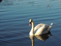 White Swan on the lake