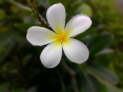 plumeria, frangipani flower close up