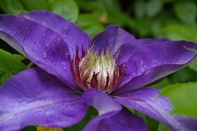 purple clematis closeup