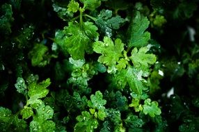green foliage in the rain close up