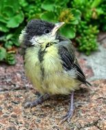 tit bird with yellow feathers