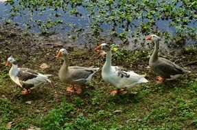 geese on green grass near the water