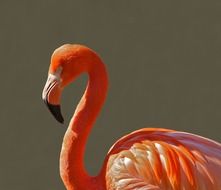 tropical pink flamingo bird close-up