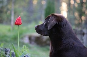 puppy and red tulip close-up on blurred background