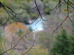 closeup photo of bare branches in autumn