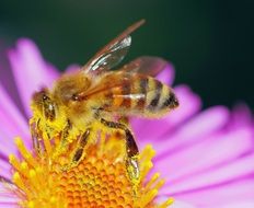 Macro photo of the bee on the flower