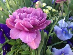 flowering of different flowers