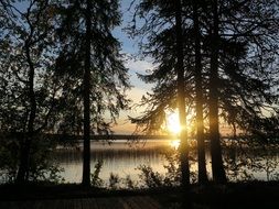 Landscape of the forest at the sunrise