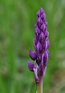 plant with pointed bright blue flowers