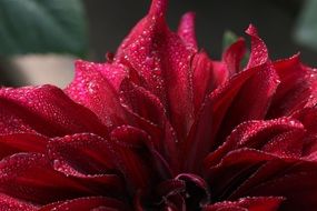 water drops in the burgundy dahlia