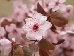 light pink flowering of a cherry