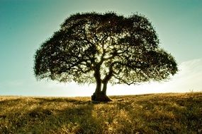 tree on the field under the rays of the sun