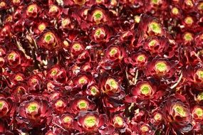 bush of red flowers in Australia close-up