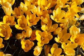 yellow crocus flowers in spring close-up