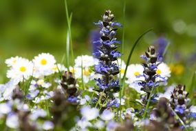 lavender and chamomile on the field